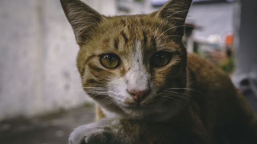 Close-up portrait of a cat