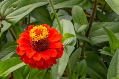 Close-up of red flower