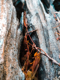 Close-up of insect on tree trunk