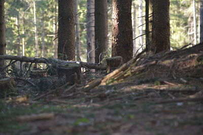 Trees in forest