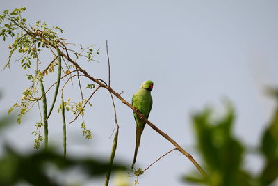 Bird perching on a branch