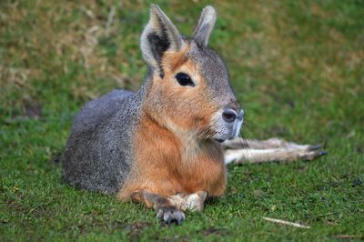 Patagonian mara resting on field