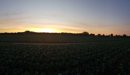 Scenic view of field against sky during sunset