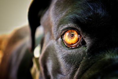 Close-up portrait of a dog