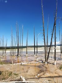 Dead trees at beach against clear blue sky