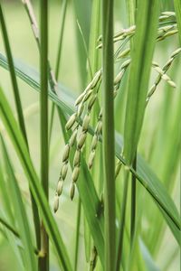 Close-up of crops growing on field