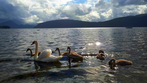 Swans swimming in lake against mountain range