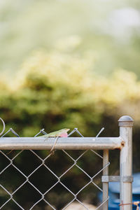 Close-up of metal fence against sky