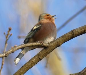 Low angle view of bird perching on branch