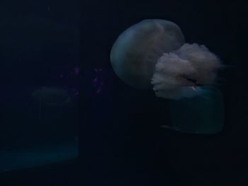 Jellyfish swimming in sea