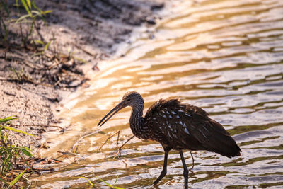 Limpkin bird aramus guarauna forages for mollusks in the lake at myakka state park in sarasota