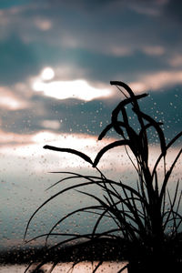 Close-up of wet shore against sky during sunset