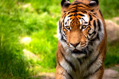 Close-up portrait of a tiger
