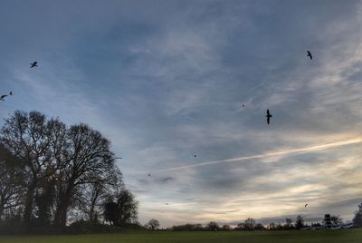 Low angle view of birds flying in sky