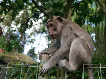 Monkeys sitting on railing against trees