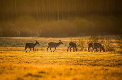 A beautiful misty morning with wild red deer herd grazing in the meadow. 