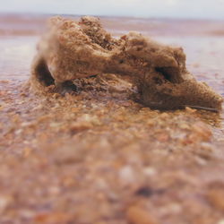 Close-up of lizard on beach