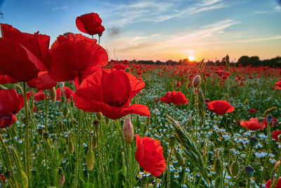 Close-up of red poppy flowers on field against sky