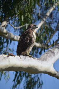 Low angle view of eagle perching on tree