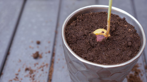 Close-up of potted plant