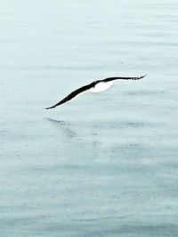 Birds flying over sea