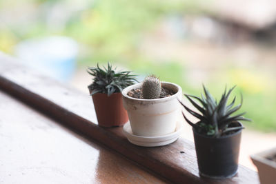 Close-up of potted plants on table