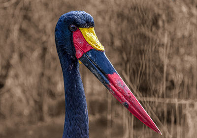 Close-up of a bird looking away