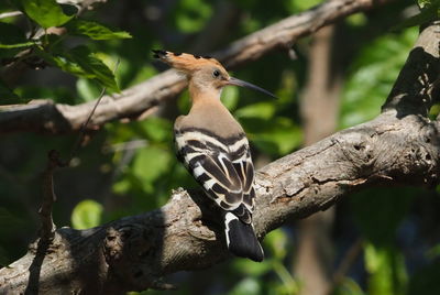 Low angle view of bird perching on branch