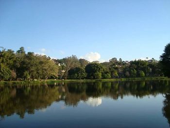 Reflection of trees in calm lake