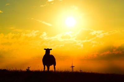 Silhouette horse standing on field against orange sky