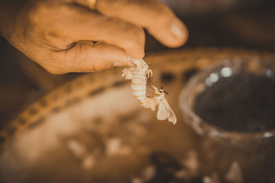 Cropped hand holding seafood