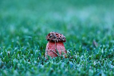 Close-up of insect on grass