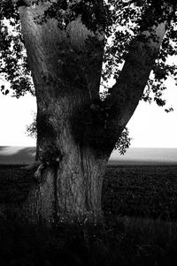 Tree trunk on field against sky