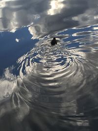 Reflection of trees in water