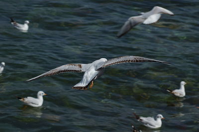 Seagull flying over water