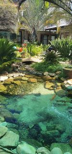 Plants growing in pond by building