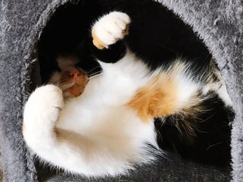 High angle view of cat sleeping