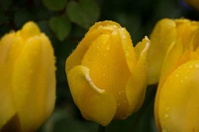 Close-up of wet yellow rose flower