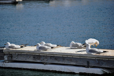 Seagulls perching on wooden post in lake