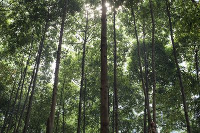 Low angle view of bamboo trees in forest