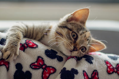 Close-up of a cat resting on bed