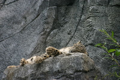 Snowleopard on a rock