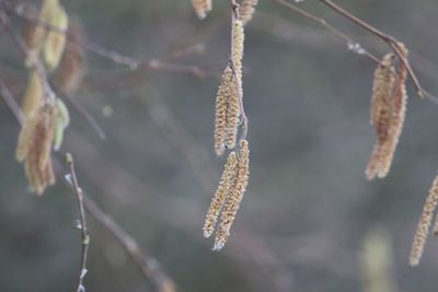 Close-up of plant hanging on twig