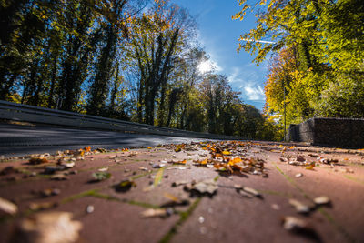 Autumn leaves on railroad track