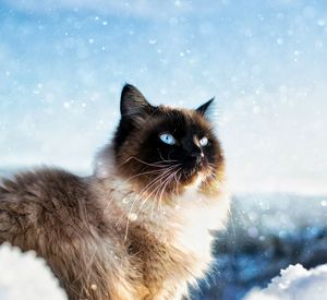 Portrait of cat in snow