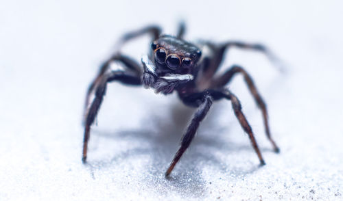 Close-up of spider on wall