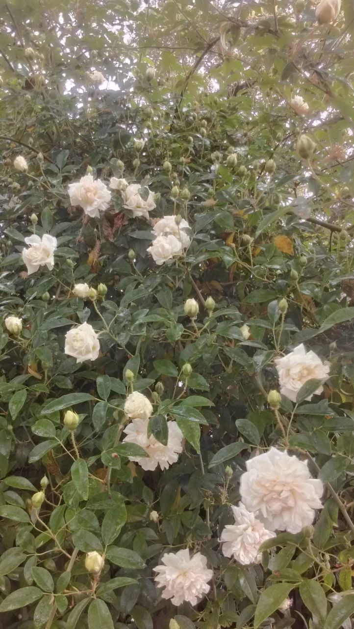 flower, growth, leaf, beauty in nature, fragility, nature, freshness, plant, white color, petal, blooming, tranquility, high angle view, field, tree, green color, park - man made space, day, season, in bloom