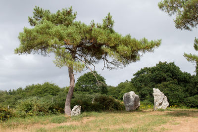 Trees on field against sky