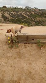 Dog urinating on wood at beach