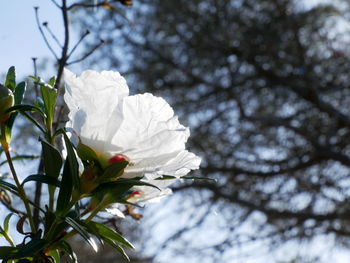 Low angle view of white flower on tree